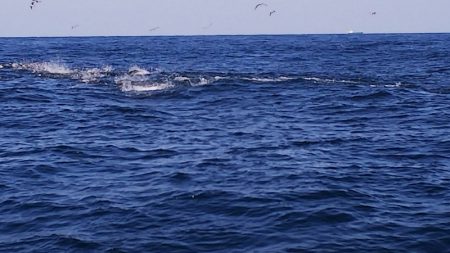 第二龍勢丸 釣果