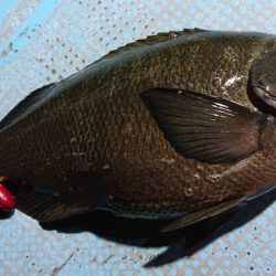 シースナイパー海龍 釣果