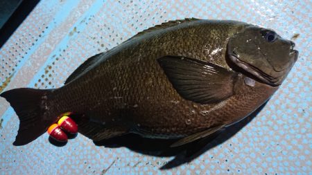 シースナイパー海龍 釣果