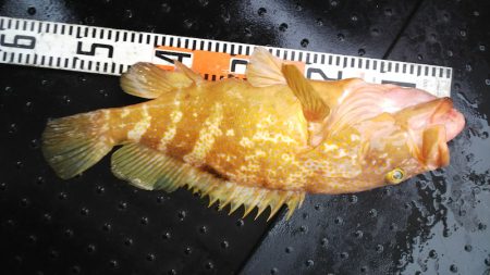 第二龍勢丸 釣果