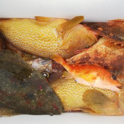 第二龍勢丸 釣果