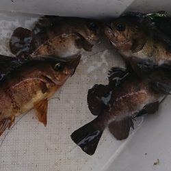 遊漁船　家入 釣果