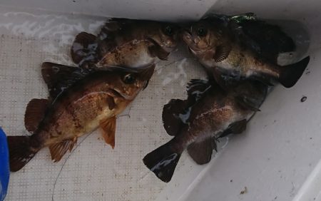 遊漁船　家入 釣果