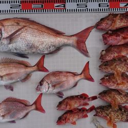 遊漁船　家入 釣果