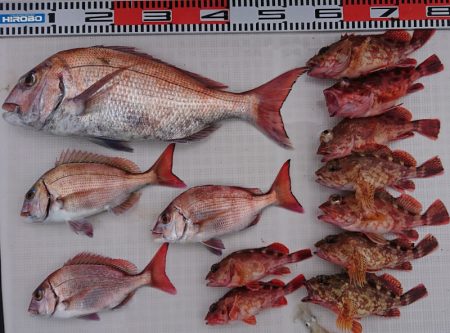 遊漁船　家入 釣果