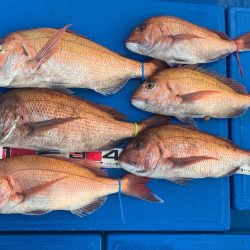 釣鯛洋 釣果
