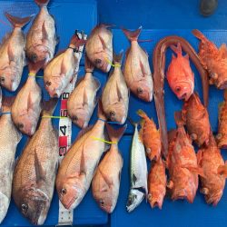 釣鯛洋 釣果