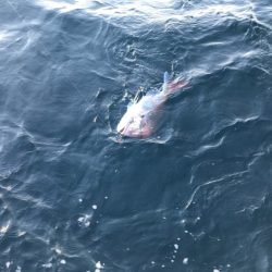 龍神丸(鹿児島) 釣果