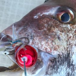 龍神丸(鹿児島) 釣果