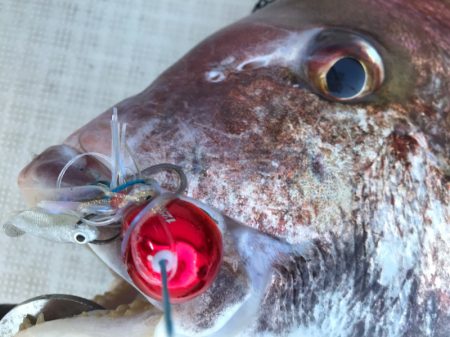 龍神丸(鹿児島) 釣果