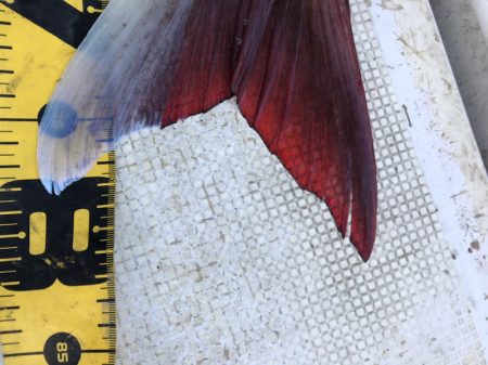 龍神丸(鹿児島) 釣果