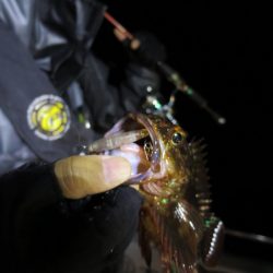 Chase(チェイス) 釣果