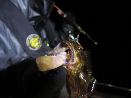 Chase(チェイス) 釣果