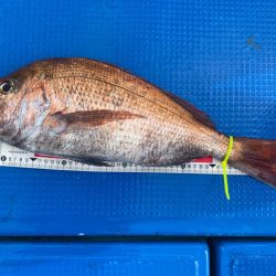 釣鯛洋 釣果