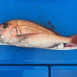 釣鯛洋 釣果