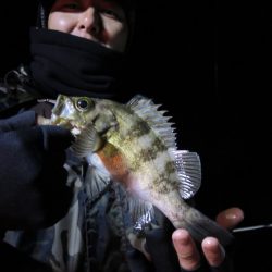 Chase(チェイス) 釣果