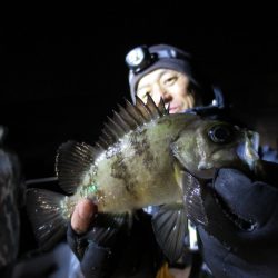 Chase(チェイス) 釣果