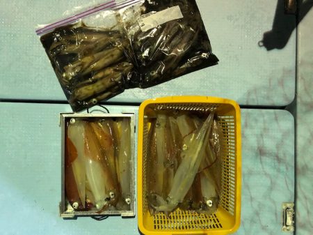 第二八坂丸 釣果