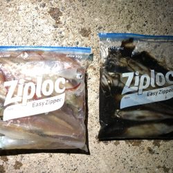 第二八坂丸 釣果