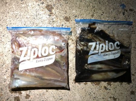 第二八坂丸 釣果