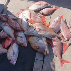 ブルースフィッシングサービス 釣果