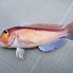 アマテラス 釣果