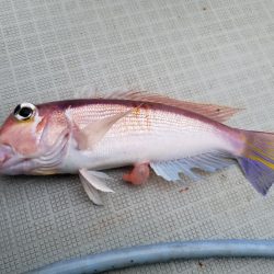 アマテラス 釣果