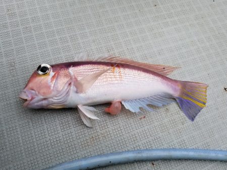 アマテラス 釣果