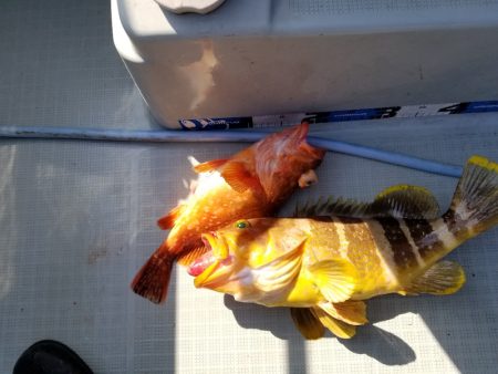 アマテラス 釣果