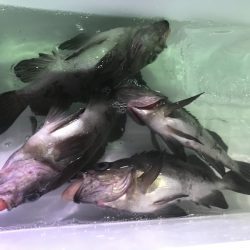 海龍丸（石川） 釣果