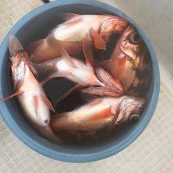 海坊主Ｖ 釣果