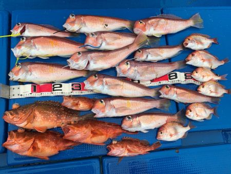 釣鯛洋 釣果