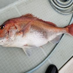 アマテラス 釣果