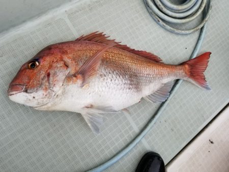 アマテラス 釣果