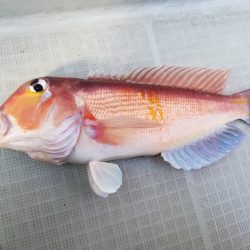 アマテラス 釣果