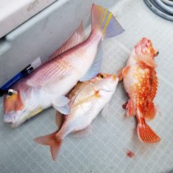 アマテラス 釣果