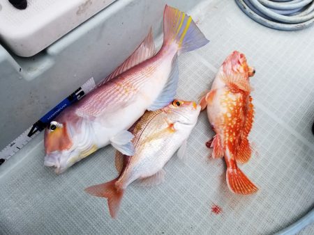 アマテラス 釣果