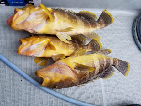 アマテラス 釣果