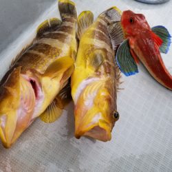 アマテラス 釣果