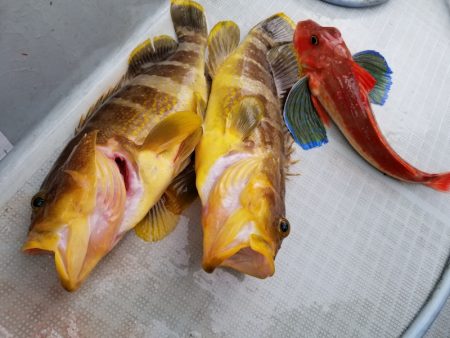 アマテラス 釣果