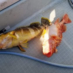 アマテラス 釣果