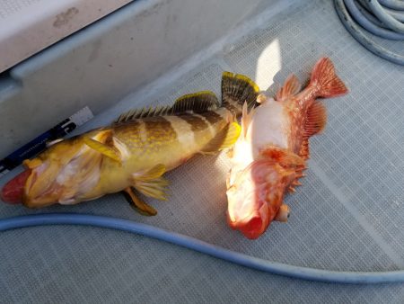 アマテラス 釣果