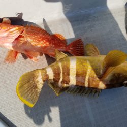 アマテラス 釣果