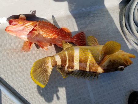 アマテラス 釣果