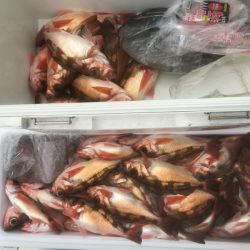 海坊主Ｖ 釣果