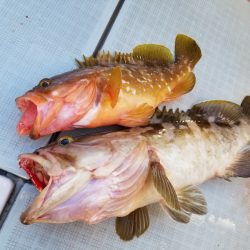 アマテラス 釣果