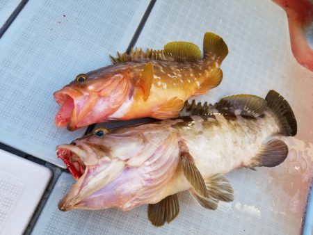 アマテラス 釣果