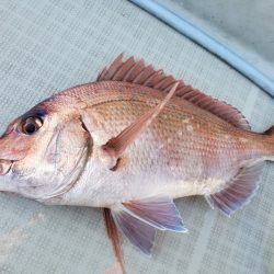 アマテラス 釣果