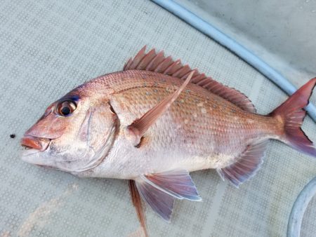 アマテラス 釣果