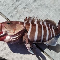 アマテラス 釣果